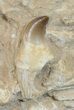 Mosasaur (Prognathodon) Jaw Section #51327-2